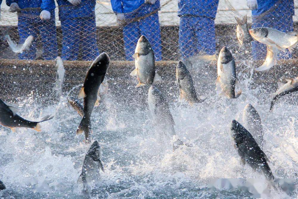 1689925647539068.jpeg 水產養殖 (1).jpeg