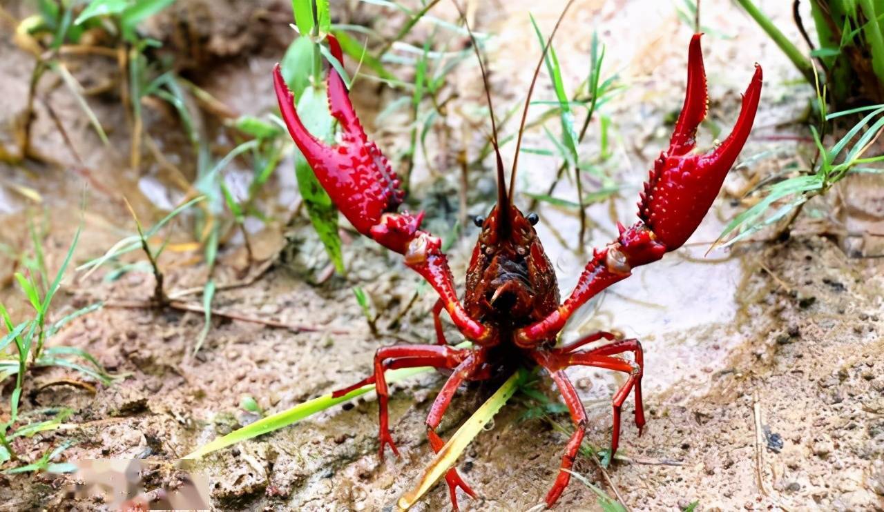 1709950997849098.png 1709950997849098.png