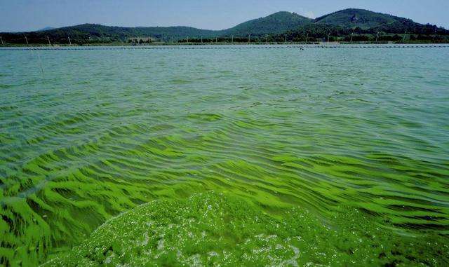 1710124658376866.jpg 水體富營養化.jpg