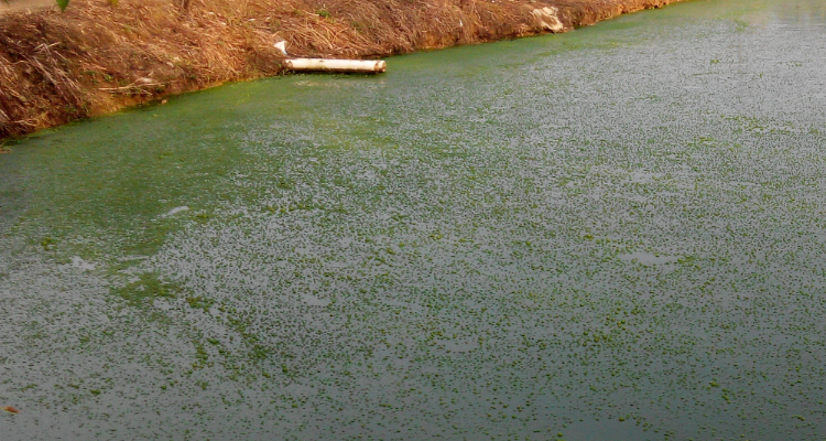 1730353423462154.png 水體富營養化.png