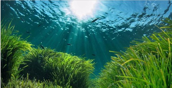 1732166181553962.jpeg 陽光.jpeg