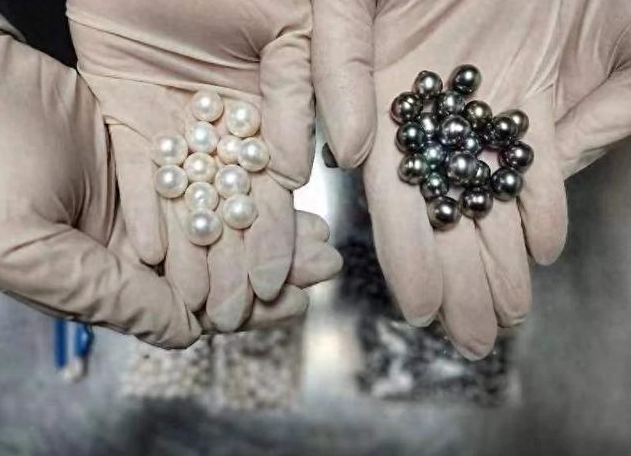 1736478535335596.jpg 海水養(yǎng)殖珍珠.jpg