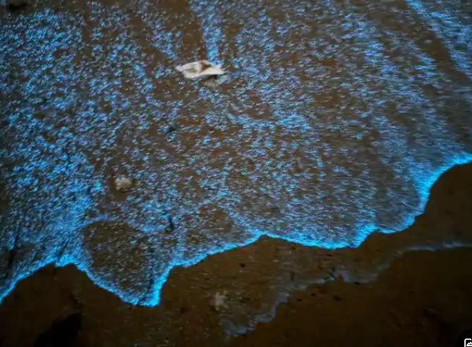 1743129557950569.jpg 藍眼淚.jpg