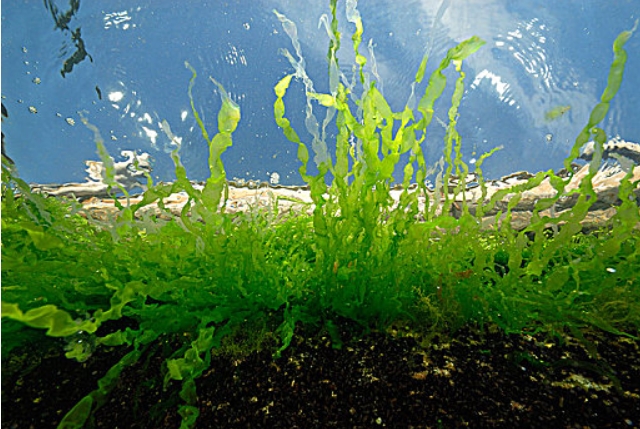 1745042192283889.jpg 藻類.jpg