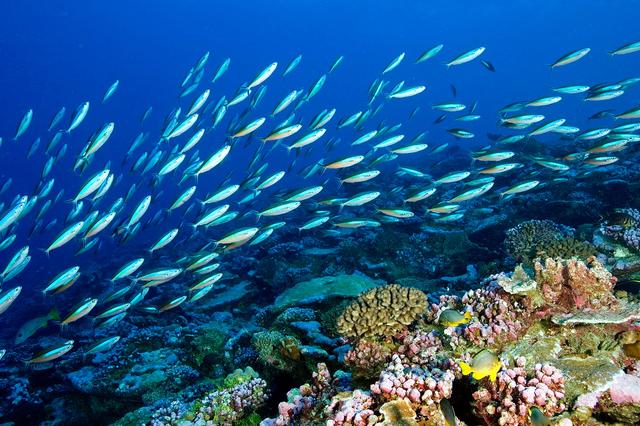 1747380041857372.jpg 海洋生態(tài)系統(tǒng).jpg