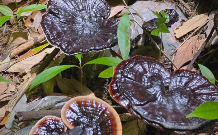 1762221818208641.jpg 仿野生靈芝.jpg