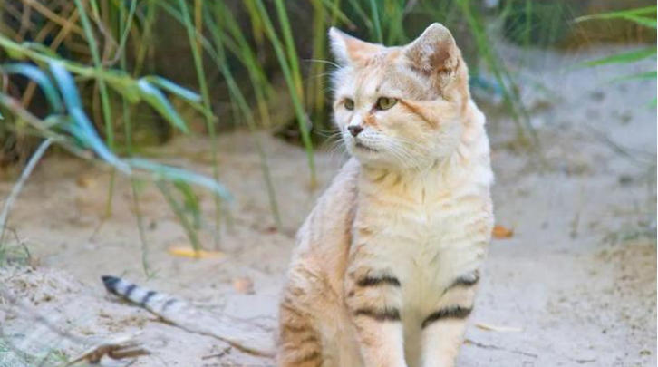 1762740290584213.jpg 寵物.jpg