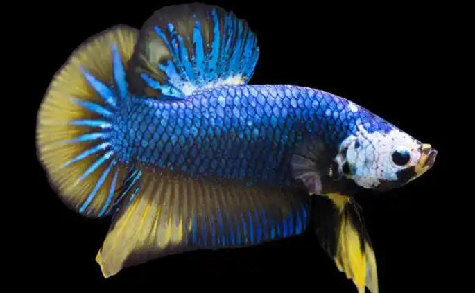 1763000132172062.jpg 龍魚(yú)繁育.jpg