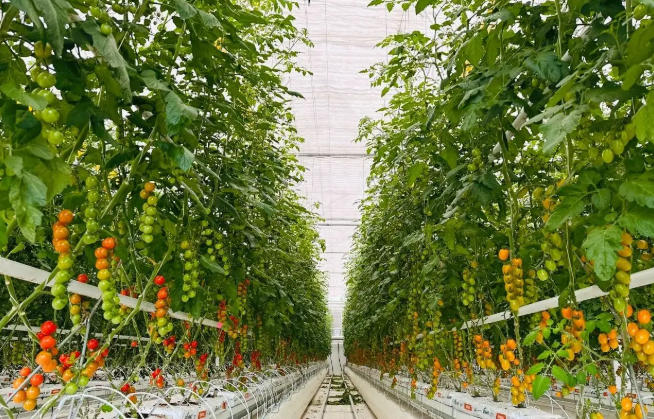 1766628313573476.jpg 溫室種植.jpg