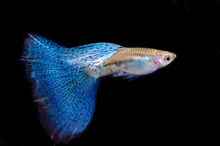 1767407735782604.jpg 觀賞魚.jpg